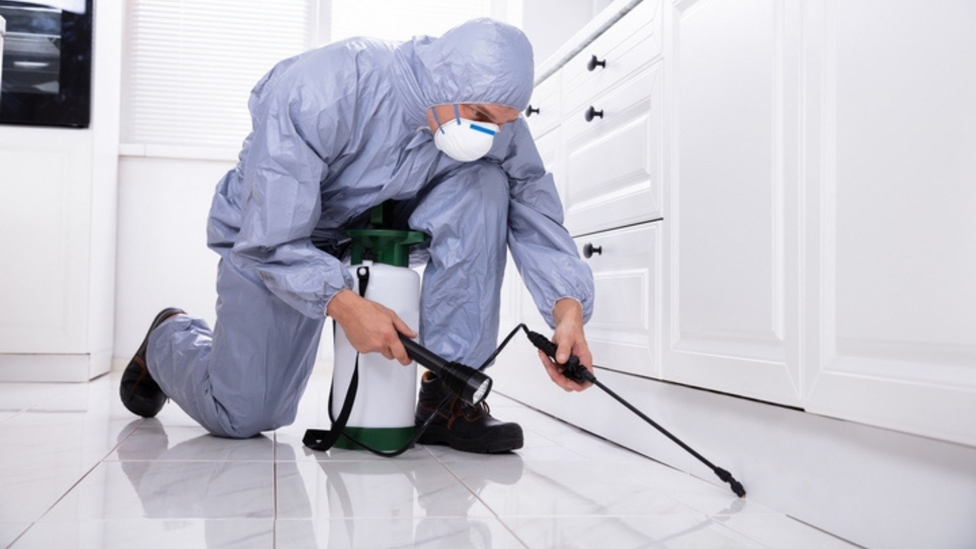 Eco-Friendly Pest Control Solutions in Hornsby